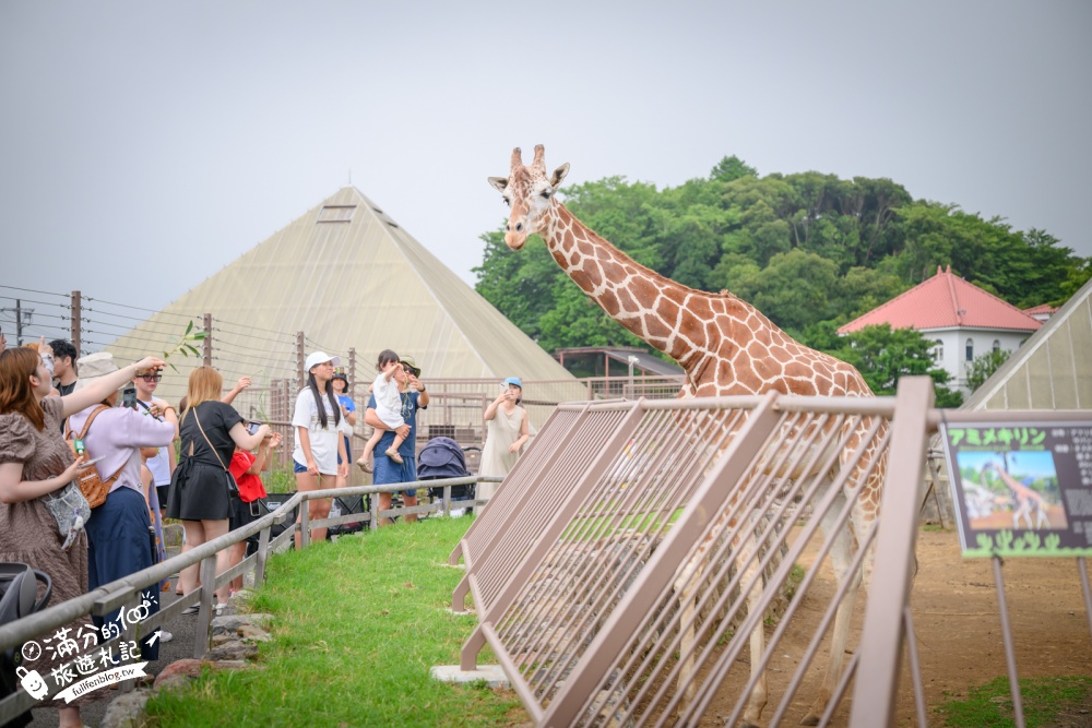 靜岡大室山親子景點【伊豆仙人掌動物公園】門票.交通.營業時間.與水豚互動.餵長頸鹿.搭動物船玩樂攻略!