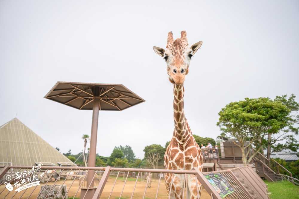 靜岡大室山親子景點【伊豆仙人掌動物公園】門票.交通.營業時間.與水豚互動.餵長頸鹿.搭動物船玩樂攻略!