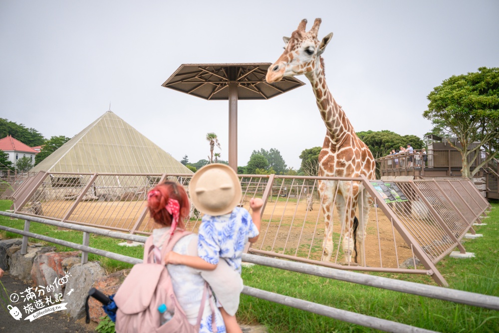 靜岡大室山親子景點【伊豆仙人掌動物公園】門票.交通.營業時間.與水豚互動.餵長頸鹿.搭動物船玩樂攻略!