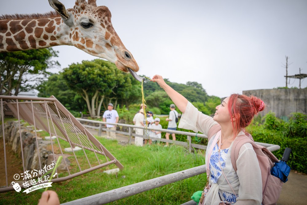 伊豆仙人掌動物園｜伊豆シャボテン動物公園｜長頸鹿餵食區