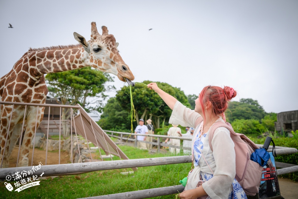 靜岡大室山親子景點【伊豆仙人掌動物公園】門票.交通.營業時間.與水豚互動.餵長頸鹿.搭動物船玩樂攻略!