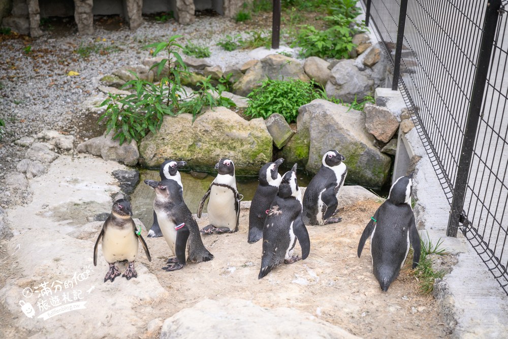伊豆仙人掌動物園｜伊豆シャボテン動物公園｜企鵝與紅鶴區