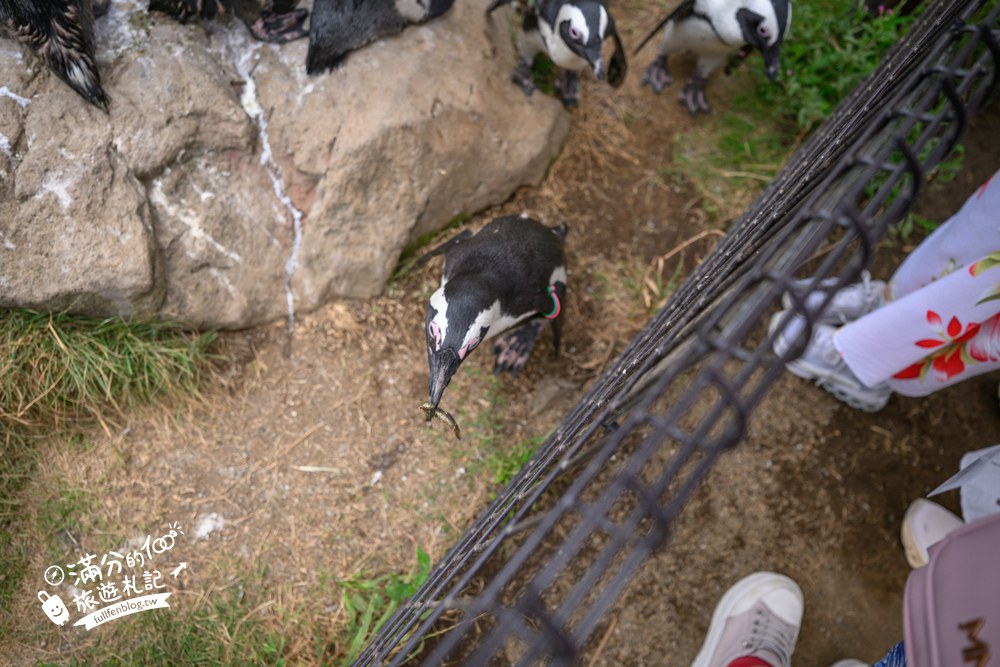 伊豆仙人掌動物園｜伊豆シャボテン動物公園｜企鵝與紅鶴區