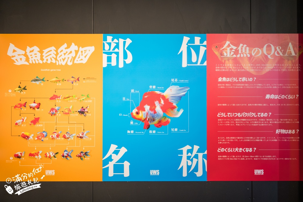 【2026沖繩金魚博物館】OKINAWA KINGYO MUSEUM，8大夢幻金魚藝術展區、門票交通資訊！ASHIBINAA Outlet室內景點