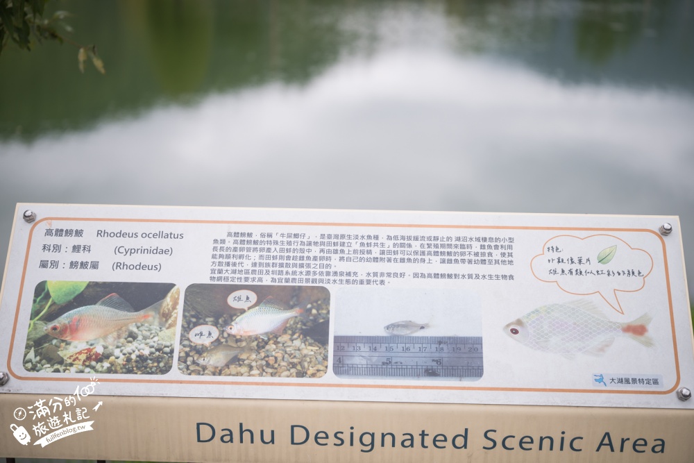 【宜蘭大湖風景區】封閉6年重新開放！免門票漫遊員山天鵝湖，湖岸步道賞山水倒影