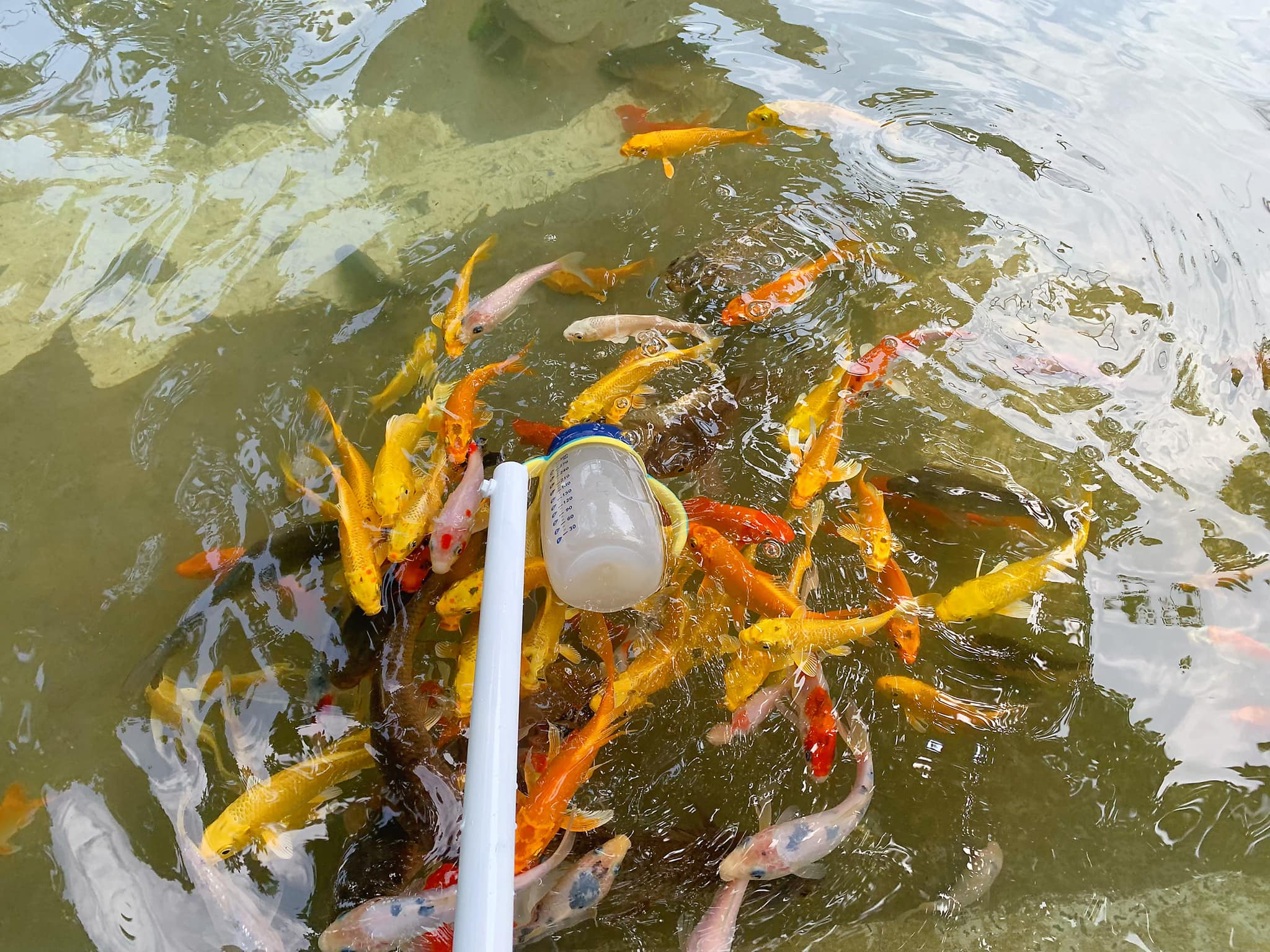 【2024向陽農場】最新門票資訊,觀音最美小太陽向日葵花海,釣蝦餵魚玩車車.親子同遊好去處!