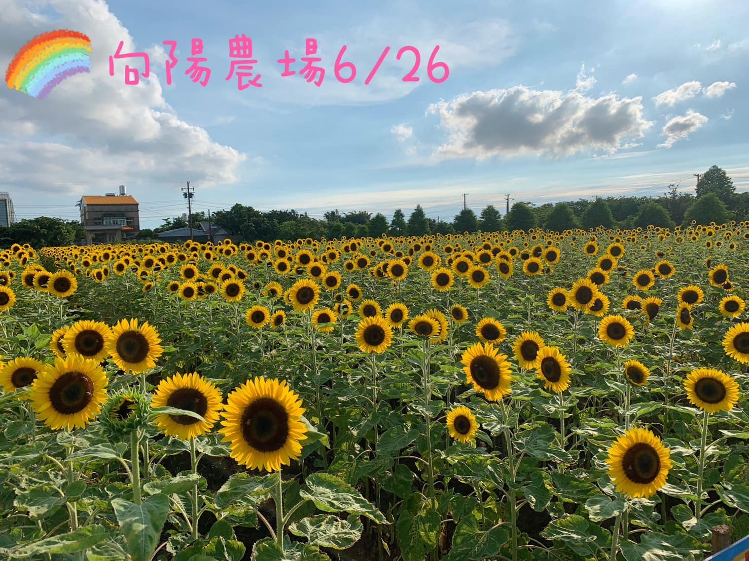 【2024向陽農場】最新門票資訊,觀音最美小太陽向日葵花海,釣蝦餵魚玩車車.親子同遊好去處!