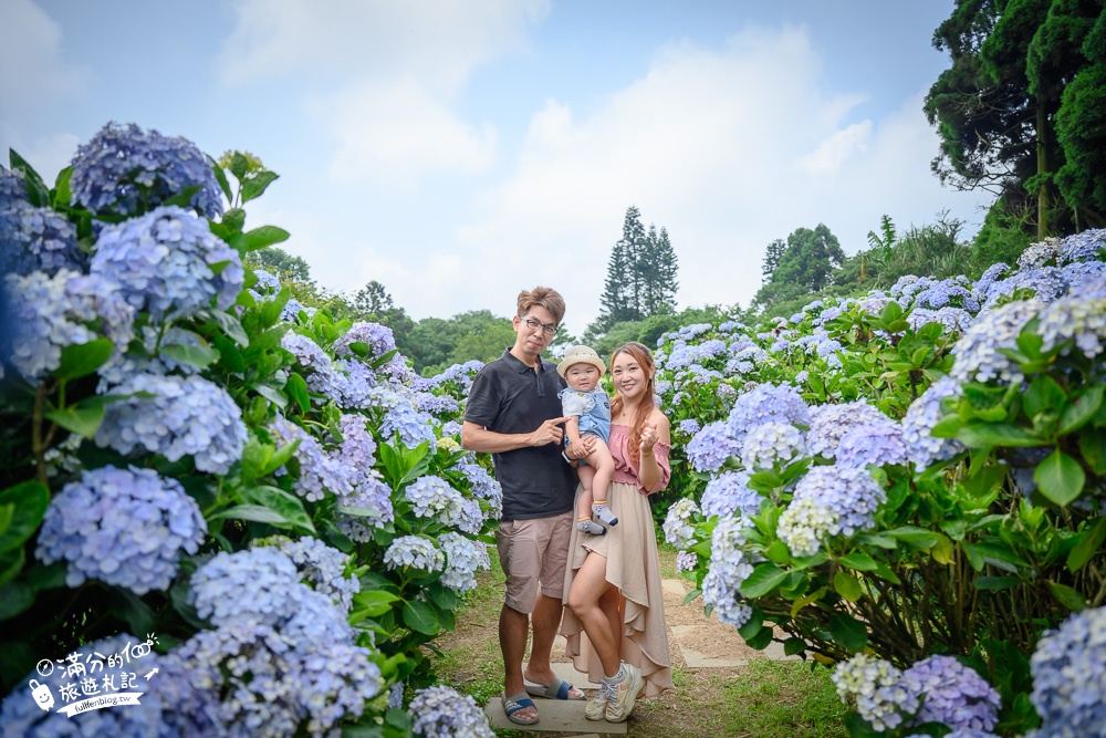 【2025繡球花景點懶人包】全台TOP18個繡球花海景點推薦.花期更新,周邊順遊景點攻略!