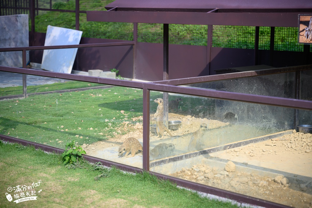 南投景點|九九峰動物樂園門票值得嗎？亞洲規模最大鳥類主題王國~鸚鵡.白鹈鹕.大恐龍陪你玩!