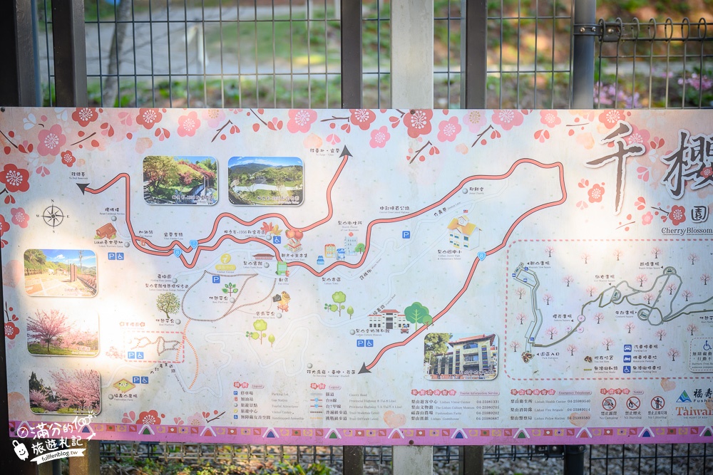 【2024千櫻園櫻花季】最新開園時間,福壽山櫻花秘境.海拔2100公尺的櫻花森林,順遊景點美食攻略!
