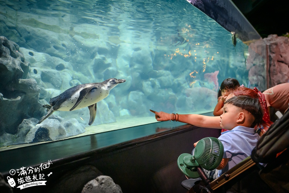 【2025沖繩DMM Kariyushi水族館】最新門票&玩樂攻略,餵企鵝.餵樹懶.摸鯊魚,拍海蝕洞,逛iias 沖繩豐崎,沖繩全室內親子水族館帶你玩!