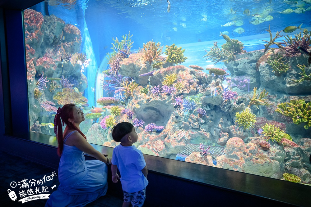【2025沖繩DMM Kariyushi水族館】最新門票&玩樂攻略,餵企鵝.餵樹懶.摸鯊魚,拍海蝕洞,逛iias 沖繩豐崎,沖繩全室內親子水族館帶你玩!