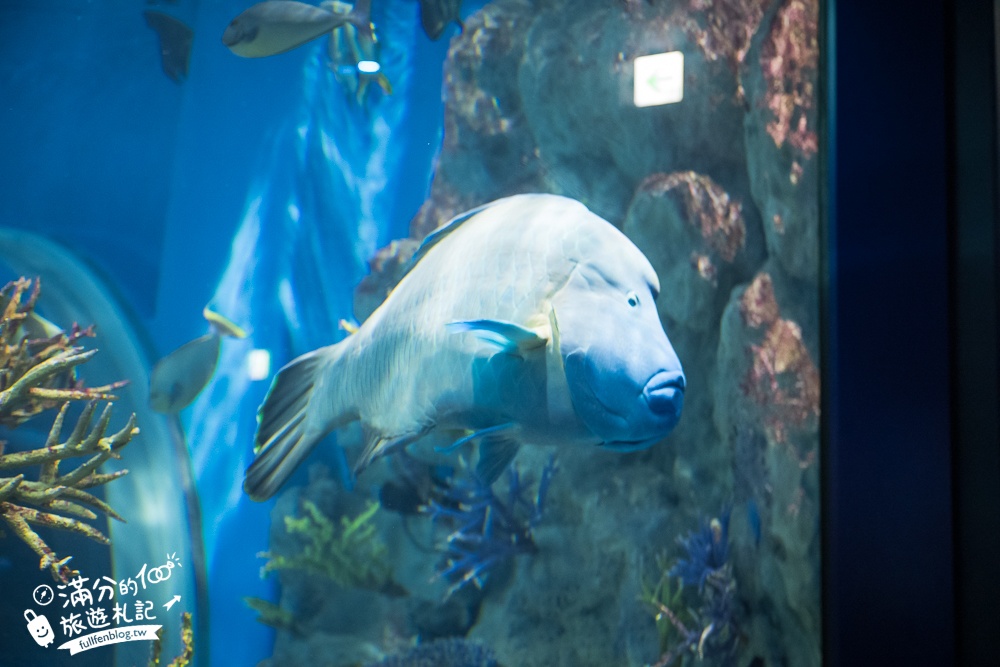 【2025沖繩DMM Kariyushi水族館】最新門票&玩樂攻略,餵企鵝.餵樹懶.摸鯊魚,拍海蝕洞,逛iias 沖繩豐崎,沖繩全室內親子水族館帶你玩!