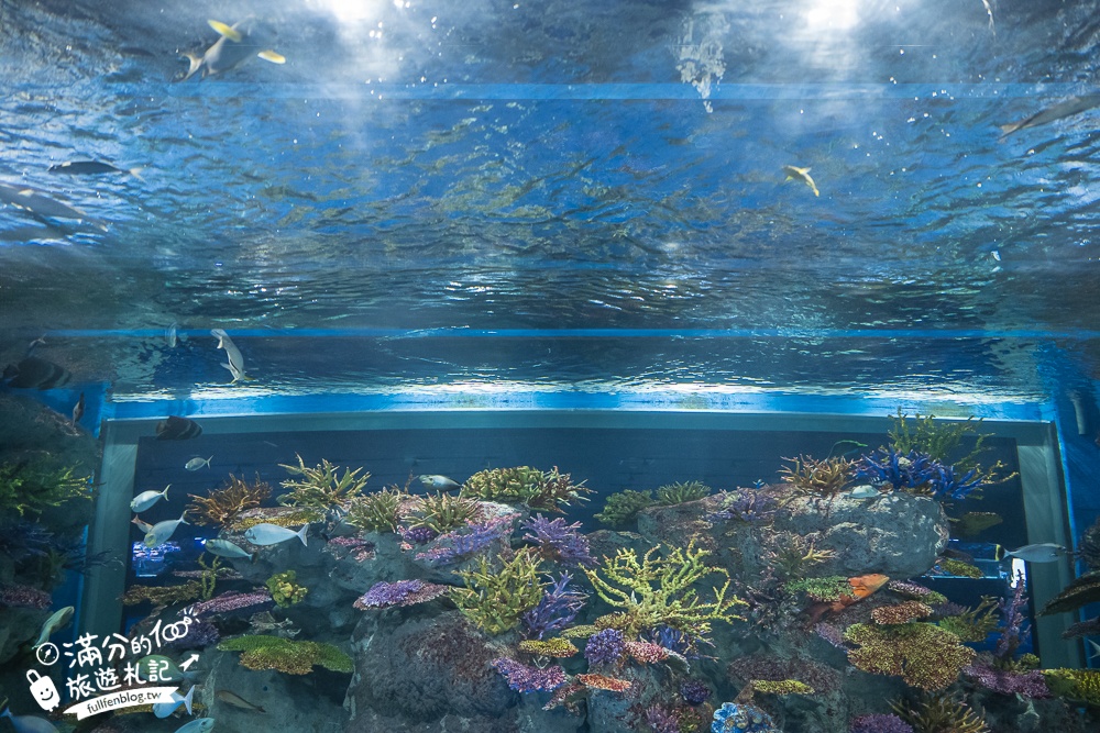 【2025沖繩DMM Kariyushi水族館】最新門票&玩樂攻略,餵企鵝.餵樹懶.摸鯊魚,拍海蝕洞,逛iias 沖繩豐崎,沖繩全室內親子水族館帶你玩!