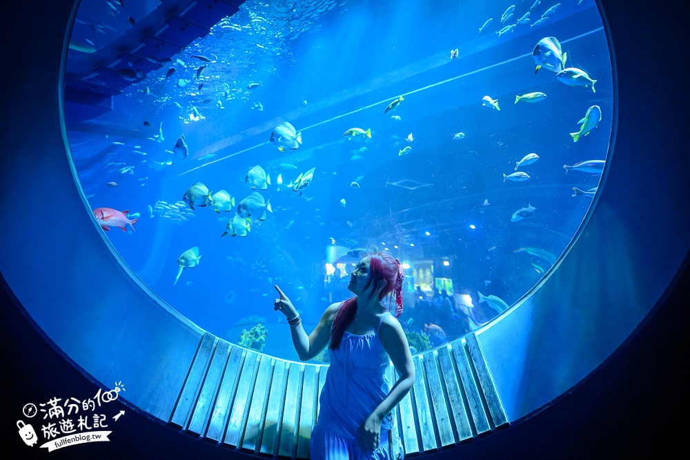 【2025沖繩DMM Kariyushi水族館】最新門票&玩樂攻略,餵企鵝.餵樹懶.摸鯊魚,拍海蝕洞,逛iias 沖繩豐崎,沖繩全室內親子水族館帶你玩!