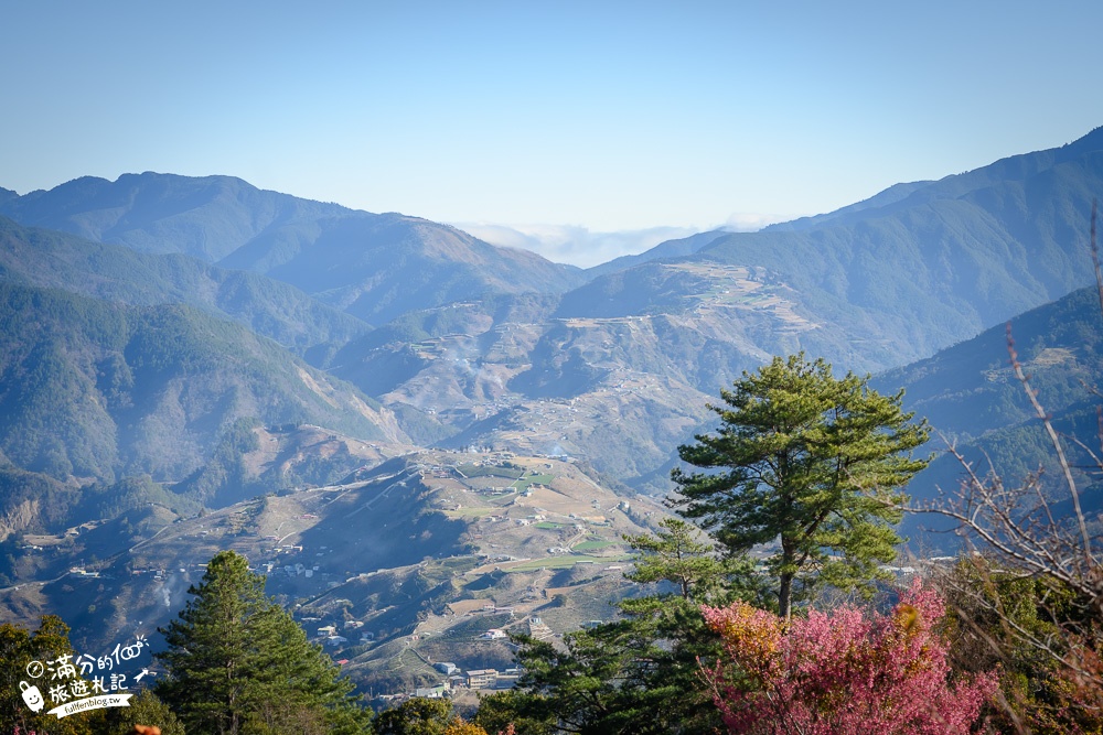 【2023千櫻園櫻花季】最新花況,福壽山櫻花秘境.海拔2100公尺的櫻花森林,順遊景點美食攻略!