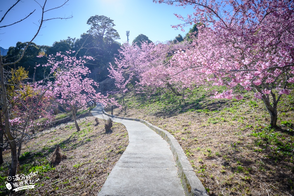 【2023千櫻園櫻花季】最新花況,福壽山櫻花秘境.海拔2100公尺的櫻花森林,順遊景點美食攻略!
