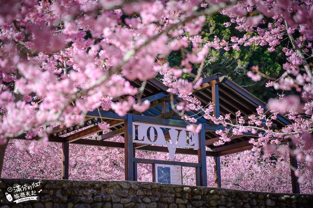 【2024千櫻園櫻花季】最新開園時間,福壽山櫻花秘境.海拔2100公尺的櫻花森林,順遊景點美食攻略!