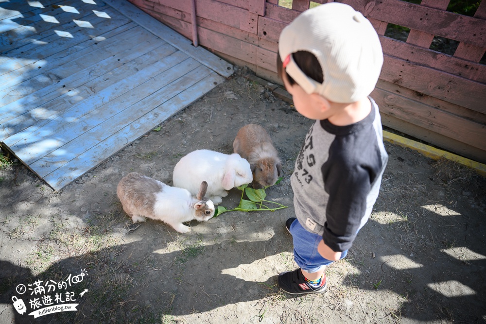 【彰化星錡休閒農場】最新門票資訊.彰化親子景點.體驗餵食可愛小動物,還能漫步落羽松大道!