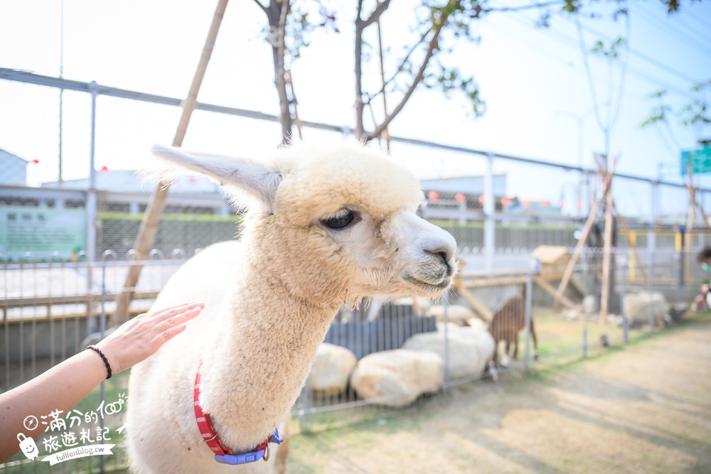 高雄【嘎逼&牛奶互動園區】高雄可愛動物農場,水豚羊駝小鹿狐獴大集合!