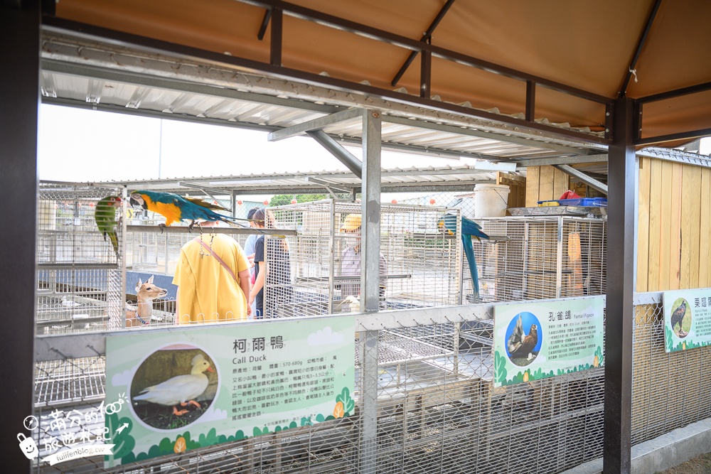 高雄【嘎逼&牛奶互動園區】高雄可愛動物農場,水豚羊駝小鹿狐獴大集合!
