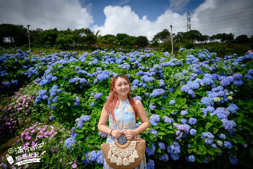 【高家繡球花田萬里第三園區】2025最新營業時間＆門票資訊.交通停車方式,超過8000坪繡球花海好夢幻!