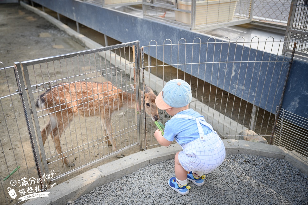 高雄【嘎逼&牛奶互動園區】高雄可愛動物農場,水豚羊駝小鹿狐獴大集合!