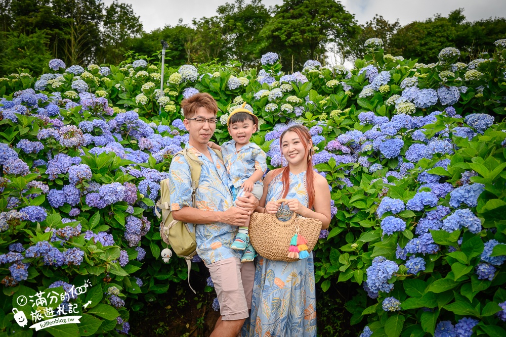 【2025陽明山繡球花賞花攻略】TOOP8間竹子湖繡球花園.花期整理,周邊景點住宿玩樂推薦!