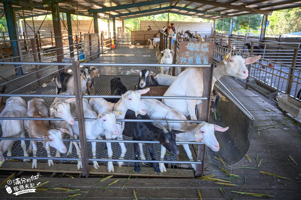 宜蘭景點|宜農牧場|150元門票換飲料飼料,餵小羊.看小豬.擠羊奶體驗,親子趣味農場!