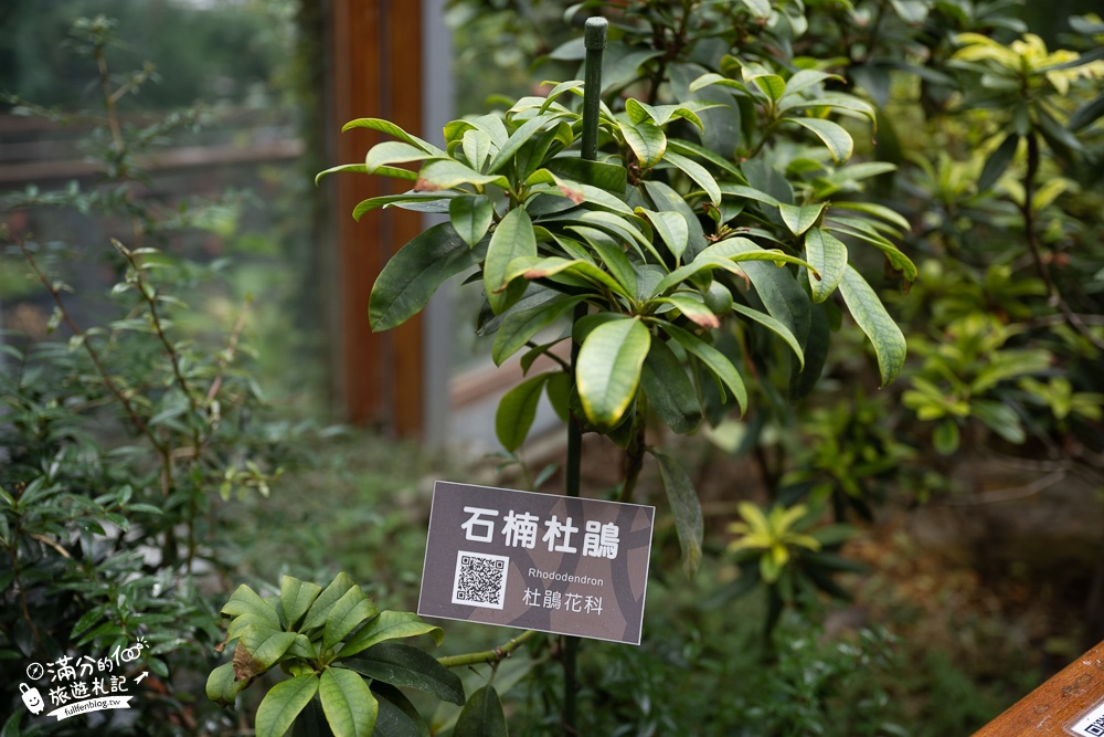 台北景點|臺北典藏植物園(免門票)城市裡的玻璃花坊,漫步熱帶雨林享受森林浴!