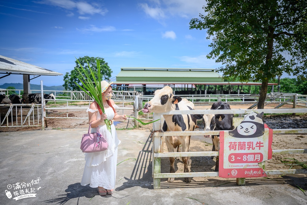 台東【初鹿牧場】怎麼玩？2023最新門票資訊，與小牛們近距離接觸，還能戲水消暑!