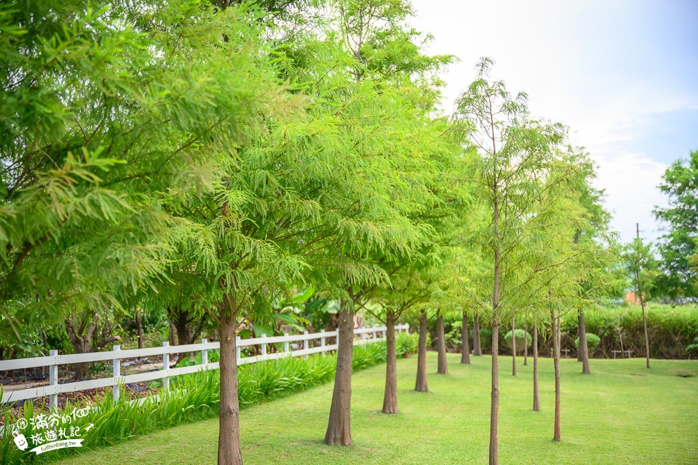 新竹景點|諾米娜下午時光|超夢幻童話森林花園,周六日限定開放~大草地.落羽松秘境好愜意!