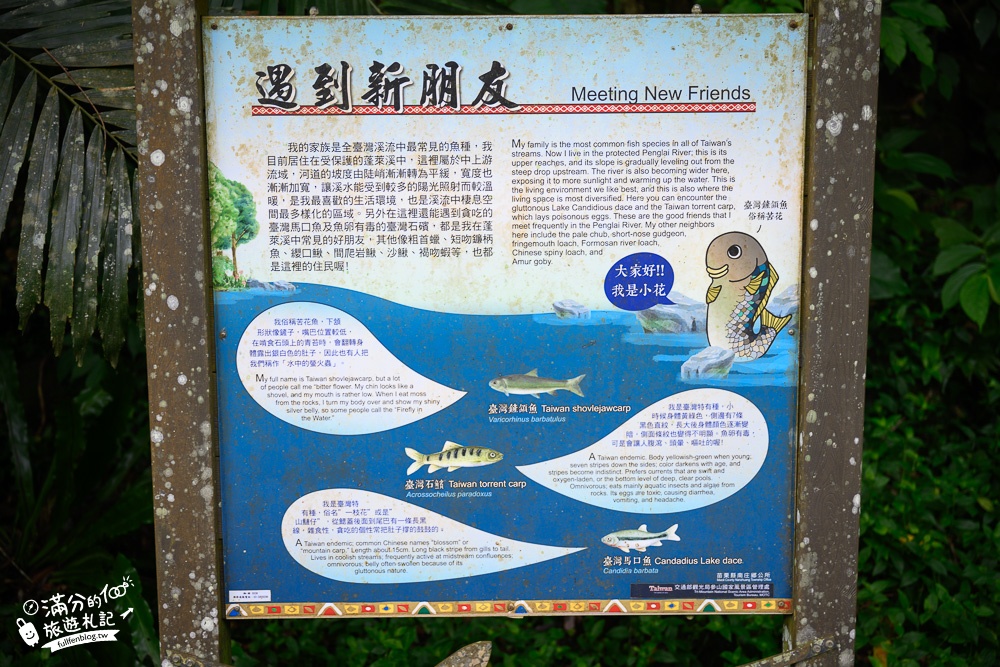 苗栗景點|蓬萊溪護魚步道(免門票)賞魚秘境,超綿長石澗溪流~綠林生態小仙境!