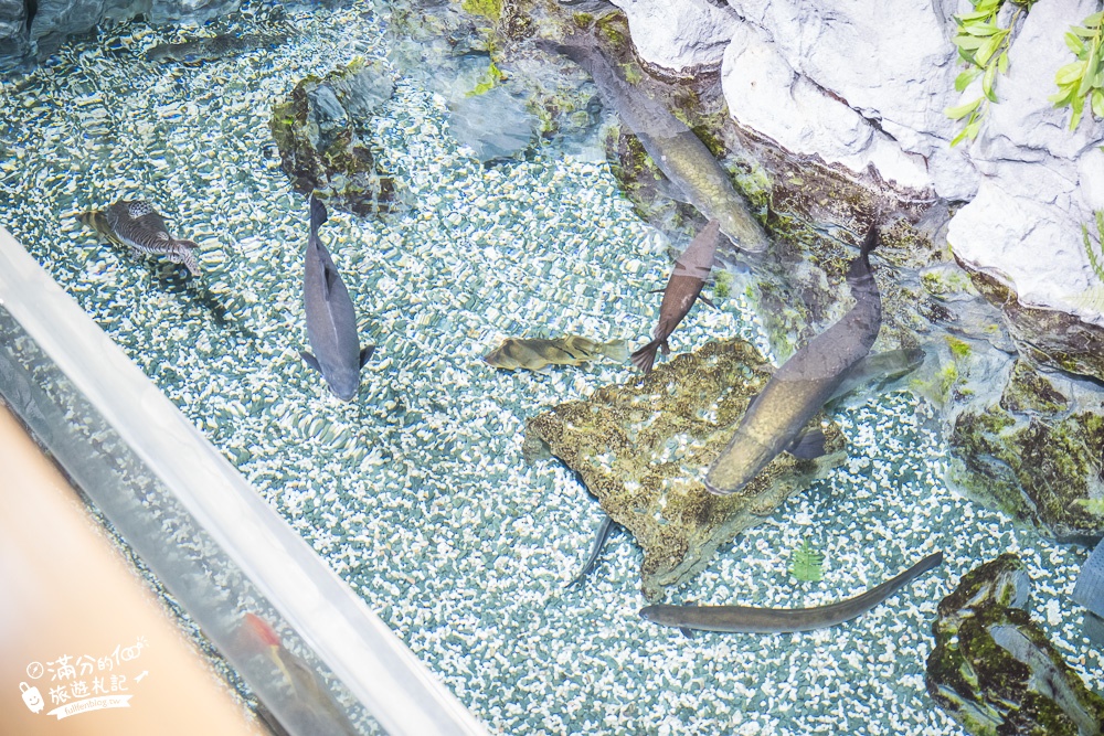 沖繩景點|DMM Kariyushi水族館玩樂攻略.餵企鵝.餵樹懶.摸鯊魚,拍海蝕洞~沖繩最美海底咖啡館,順遊路線規畫!