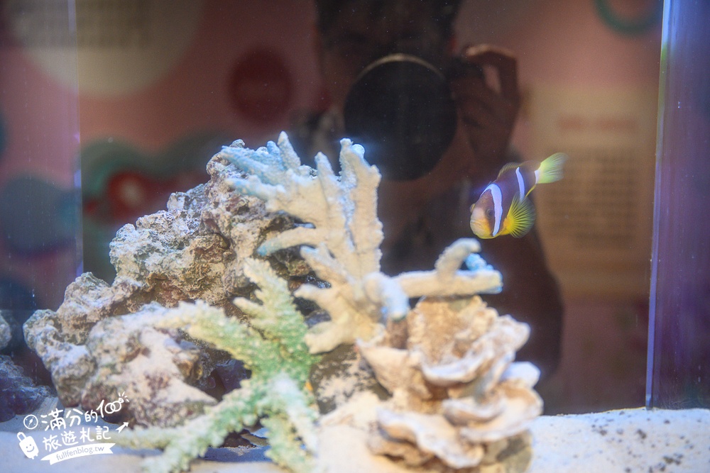 【澎湖康倪海洋生技丑丑館】全亞洲第一座小丑魚海葵城堡,免門票參觀夢幻海底世界.好拍照還能玩手作!
