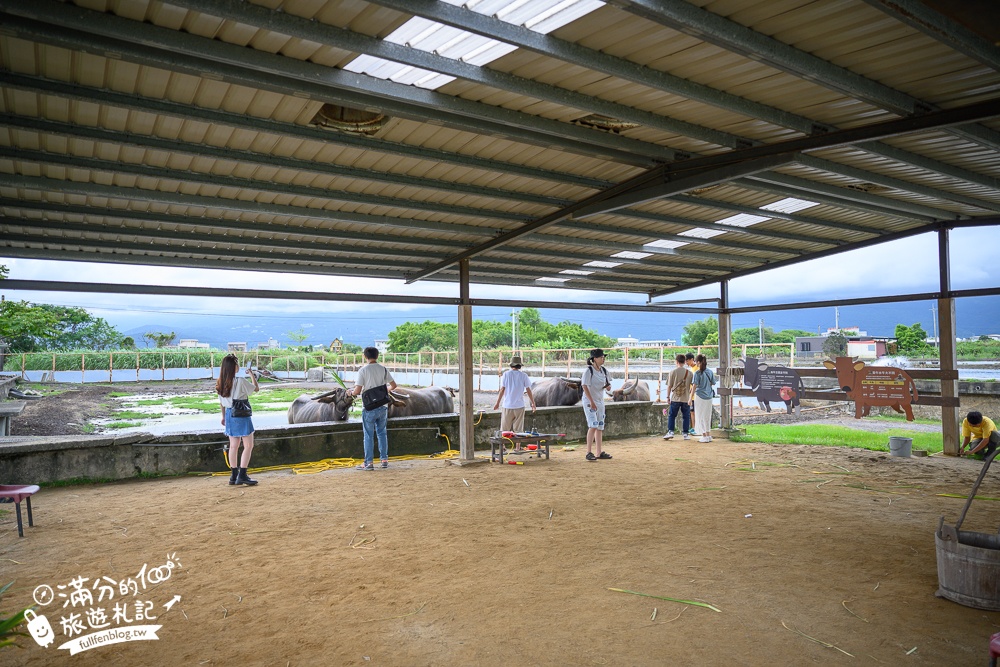 宜蘭景點【牛頭司親子體驗農場】體驗餵牛吃草.幫牛梳毛.洗澡好好玩,還能吃牛汶水牧草冰, 純樸萌牛小村落!