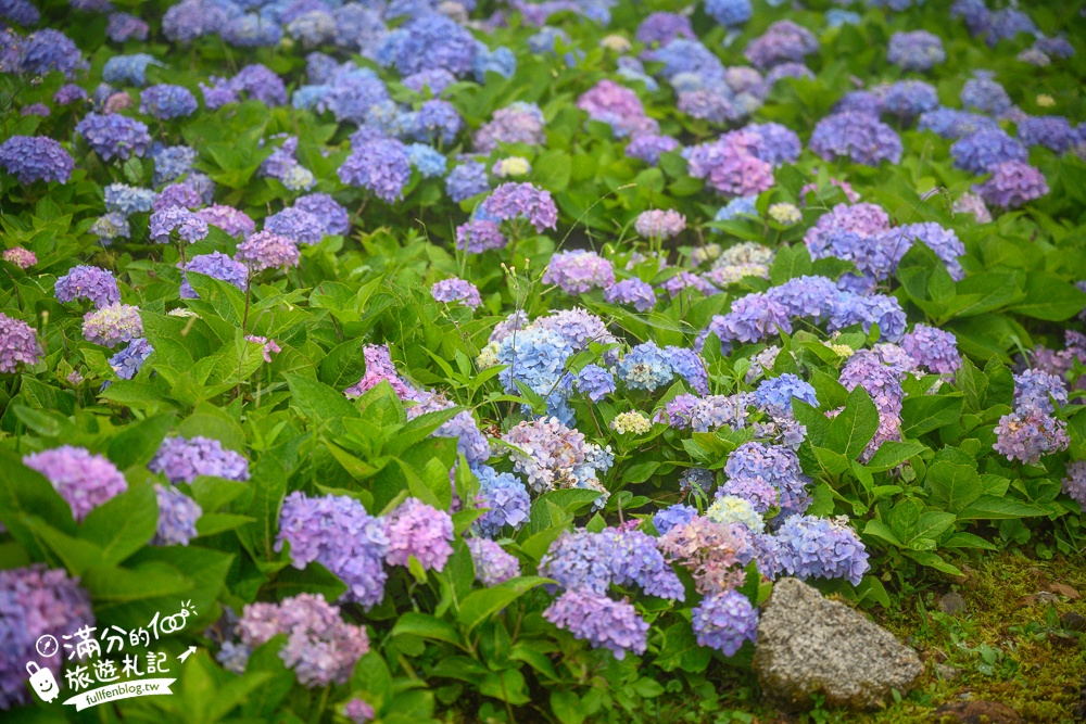 【2025北宜石牌縣界公園】現正美~免門票繡球花園,還可以看到龜山島和蘭陽平原的繡球秘境!