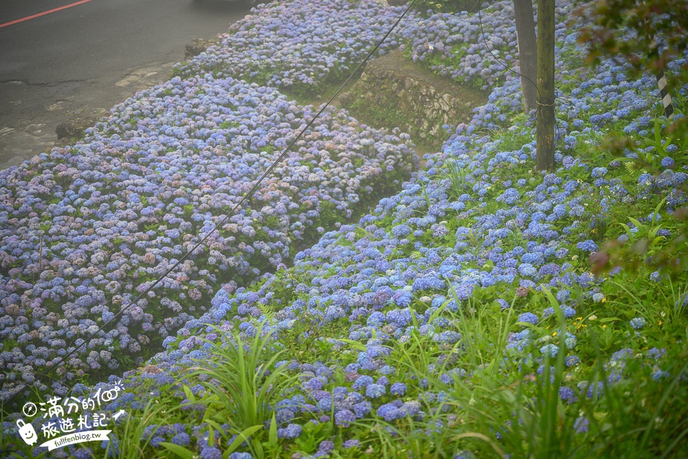 【2025北宜石牌縣界公園】現正美~免門票繡球花園,還可以看到龜山島和蘭陽平原的繡球秘境!
