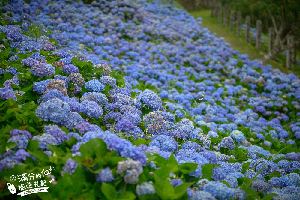 【2025北宜石牌縣界公園】現正美~免門票繡球花園,還可以看到龜山島和蘭陽平原的繡球秘境!