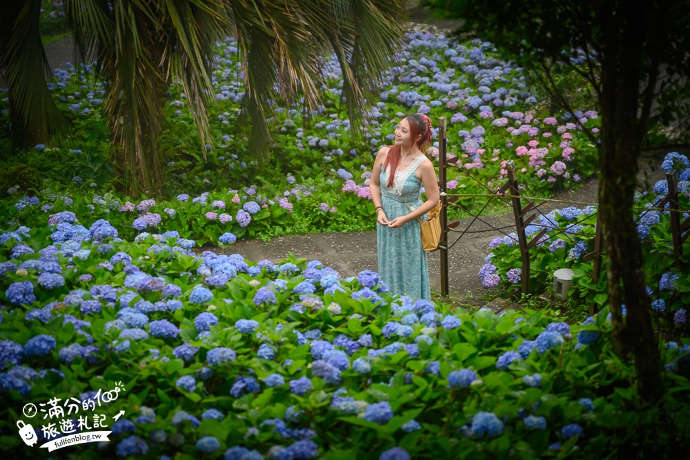 【2025北宜石牌縣界公園】現正美~免門票繡球花園,還可以看到龜山島和蘭陽平原的繡球秘境!