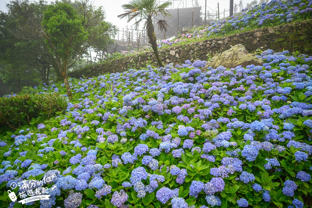 【2025北宜石牌縣界公園】現正美~免門票繡球花園,還可以看到龜山島和蘭陽平原的繡球秘境!