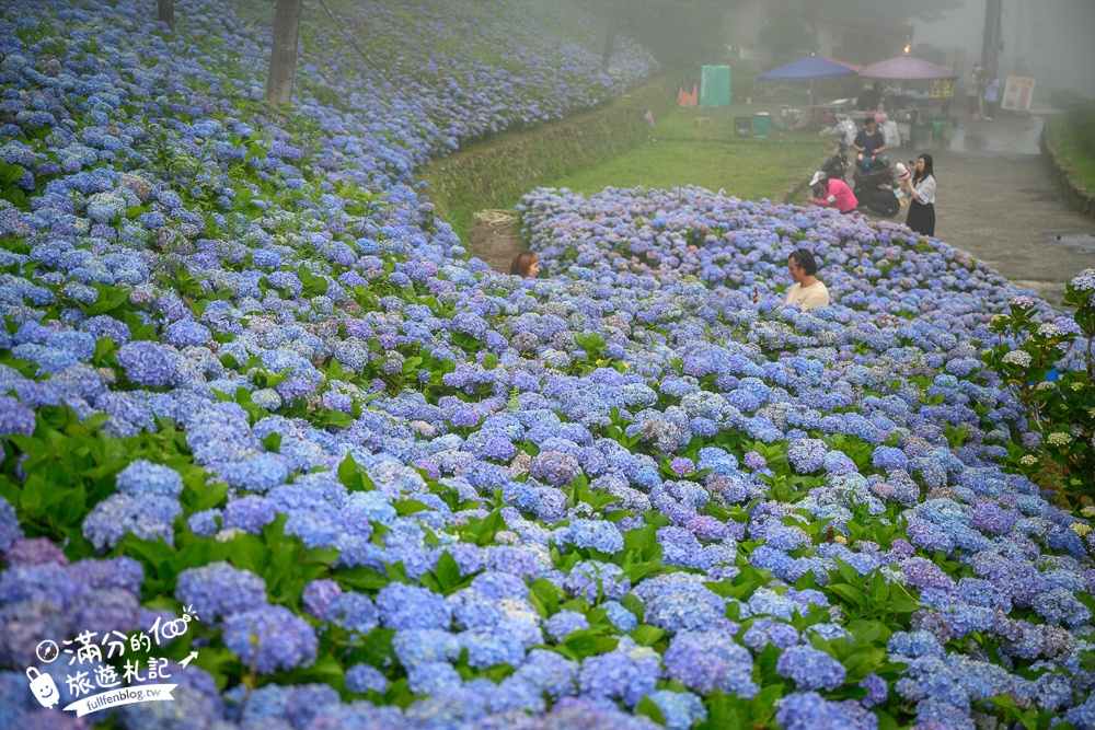 【2025北宜石牌縣界公園】現正美~免門票繡球花園,還可以看到龜山島和蘭陽平原的繡球秘境!