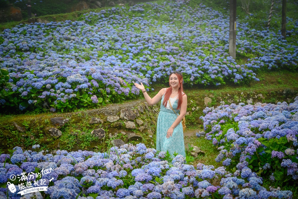 【2025北宜石牌縣界公園】現正美~免門票繡球花園,還可以看到龜山島和蘭陽平原的繡球秘境!
