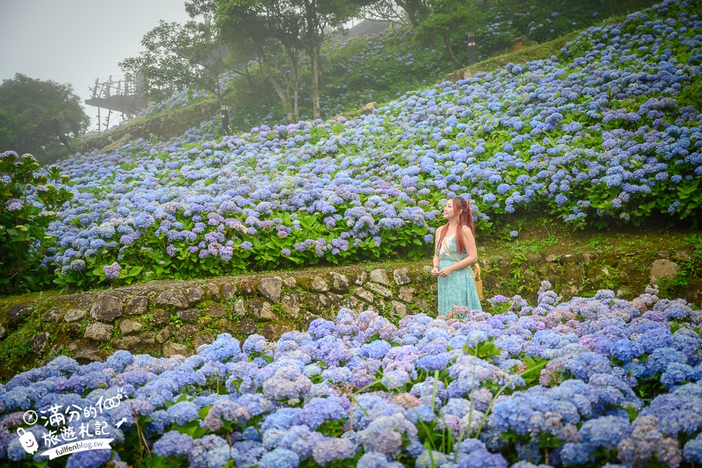 【2025北宜石牌縣界公園】現正美~免門票繡球花園,還可以看到龜山島和蘭陽平原的繡球秘境!