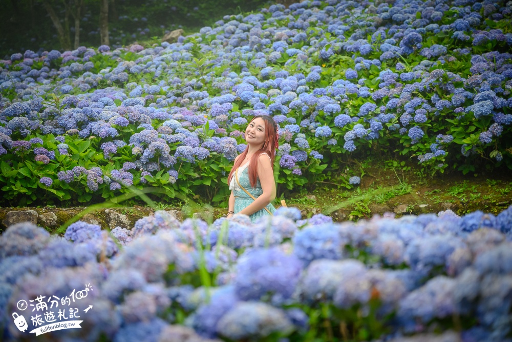 【2025北宜石牌縣界公園】現正美~免門票繡球花園,還可以看到龜山島和蘭陽平原的繡球秘境!