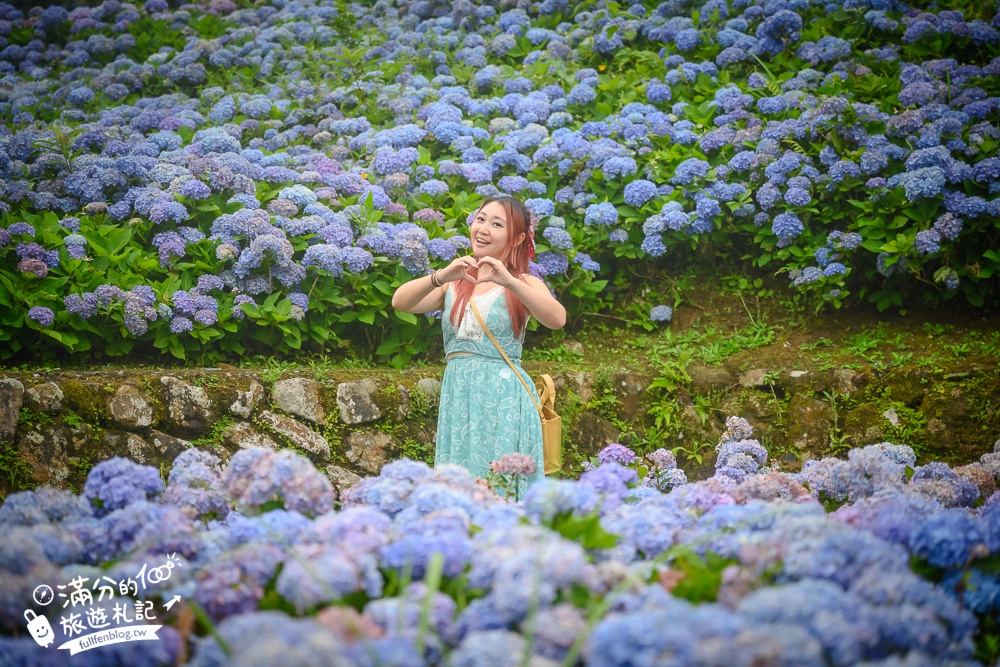 【2025北宜石牌縣界公園】現正美~免門票繡球花園,還可以看到龜山島和蘭陽平原的繡球秘境!