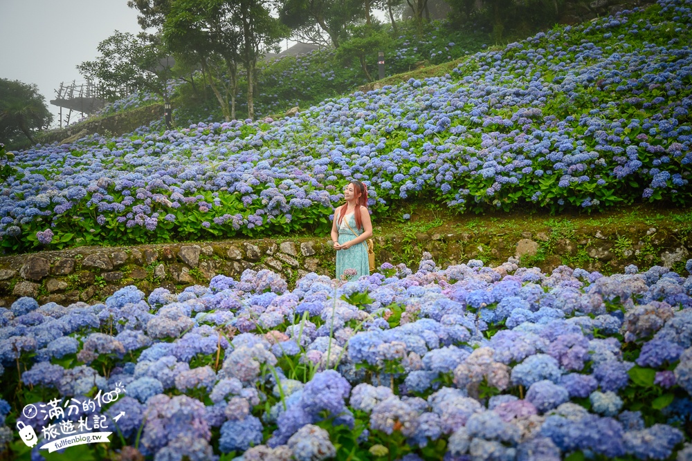 【2025北宜石牌縣界公園】現正美~免門票繡球花園,還可以看到龜山島和蘭陽平原的繡球秘境!