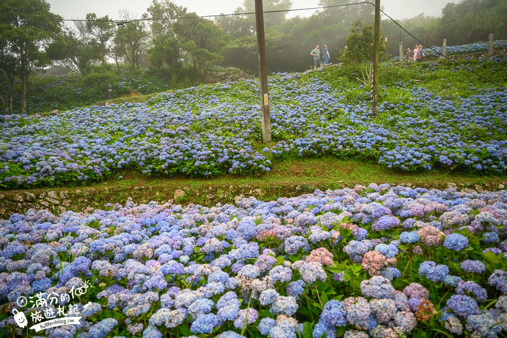 【2025北宜石牌縣界公園】現正美~免門票繡球花園,還可以看到龜山島和蘭陽平原的繡球秘境!