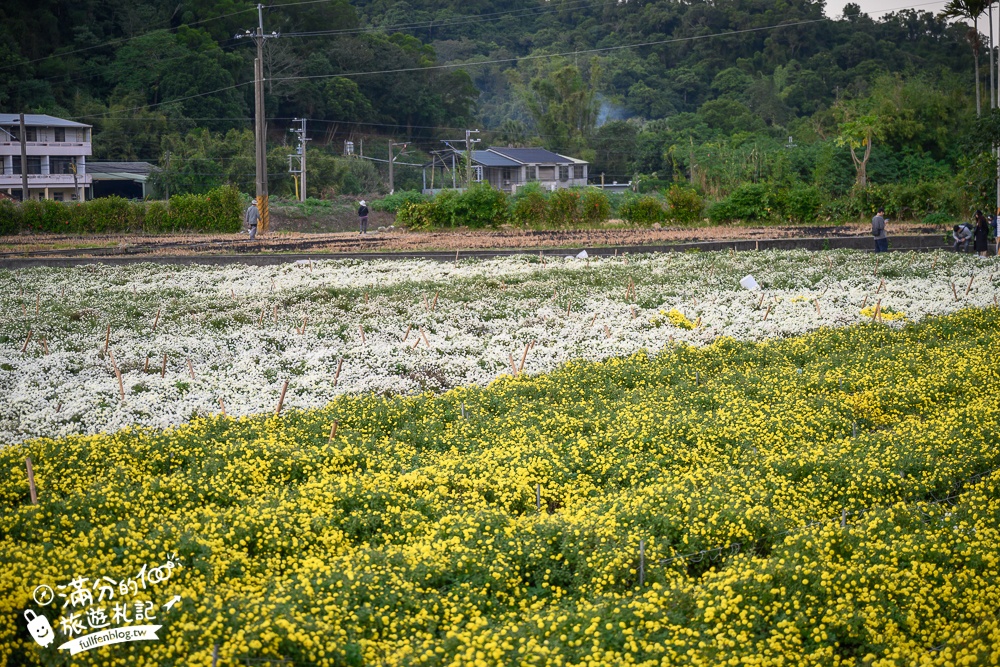 【苗栗銅鑼邱家古厝】杭菊花海追火車地點.季節限定的美景,浪漫11月雪球花海超迷人!