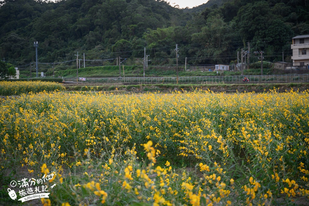 【苗栗銅鑼邱家古厝】杭菊花海追火車地點.季節限定的美景,浪漫11月雪球花海超迷人!
